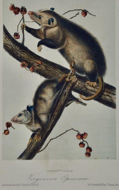 Virginian Opossum: An Original Audubon Hand-colored Lithograph