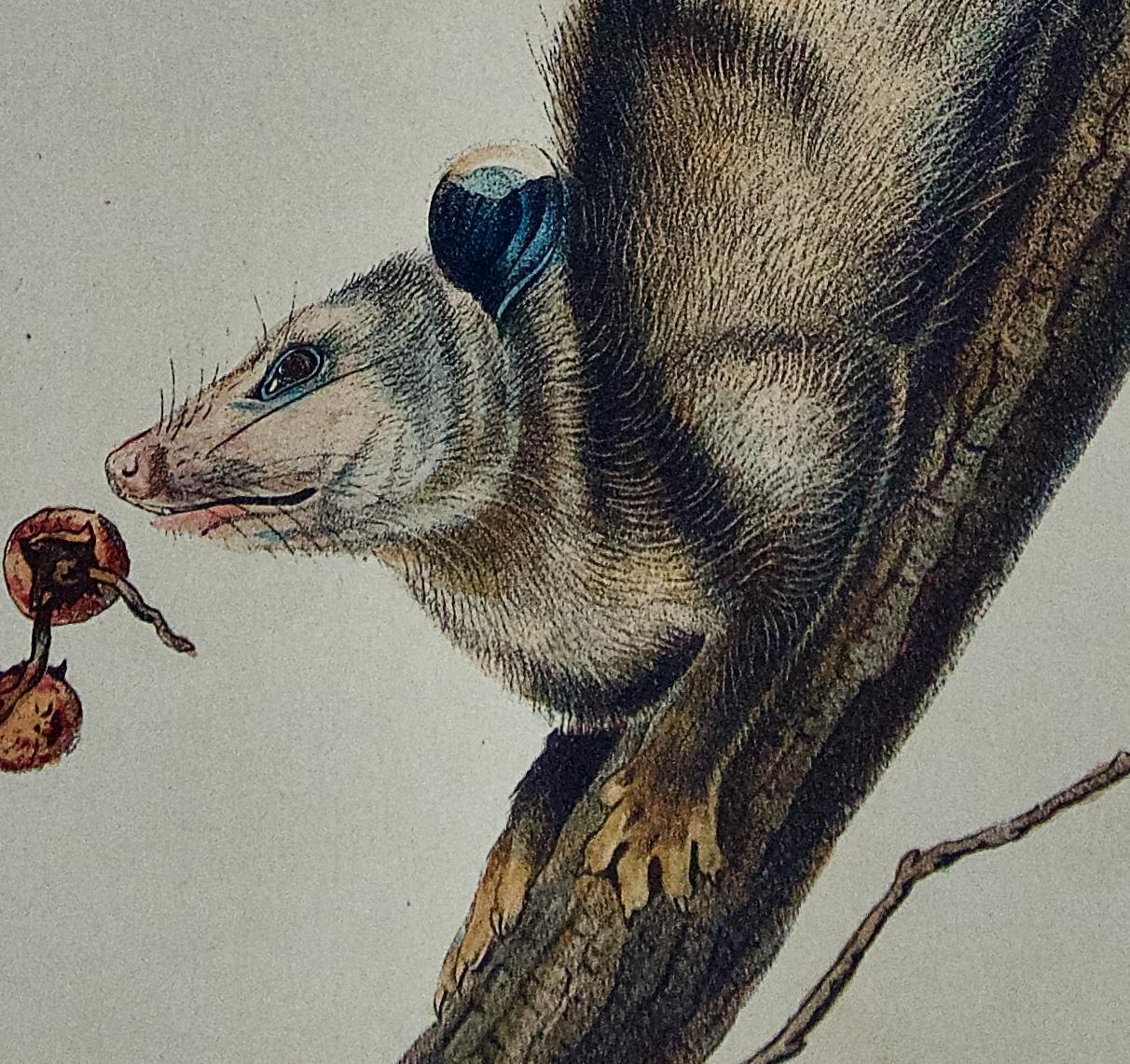 Il s'agit d'une lithographie originale de John James Audubon, coloriée à la main, intitulée 