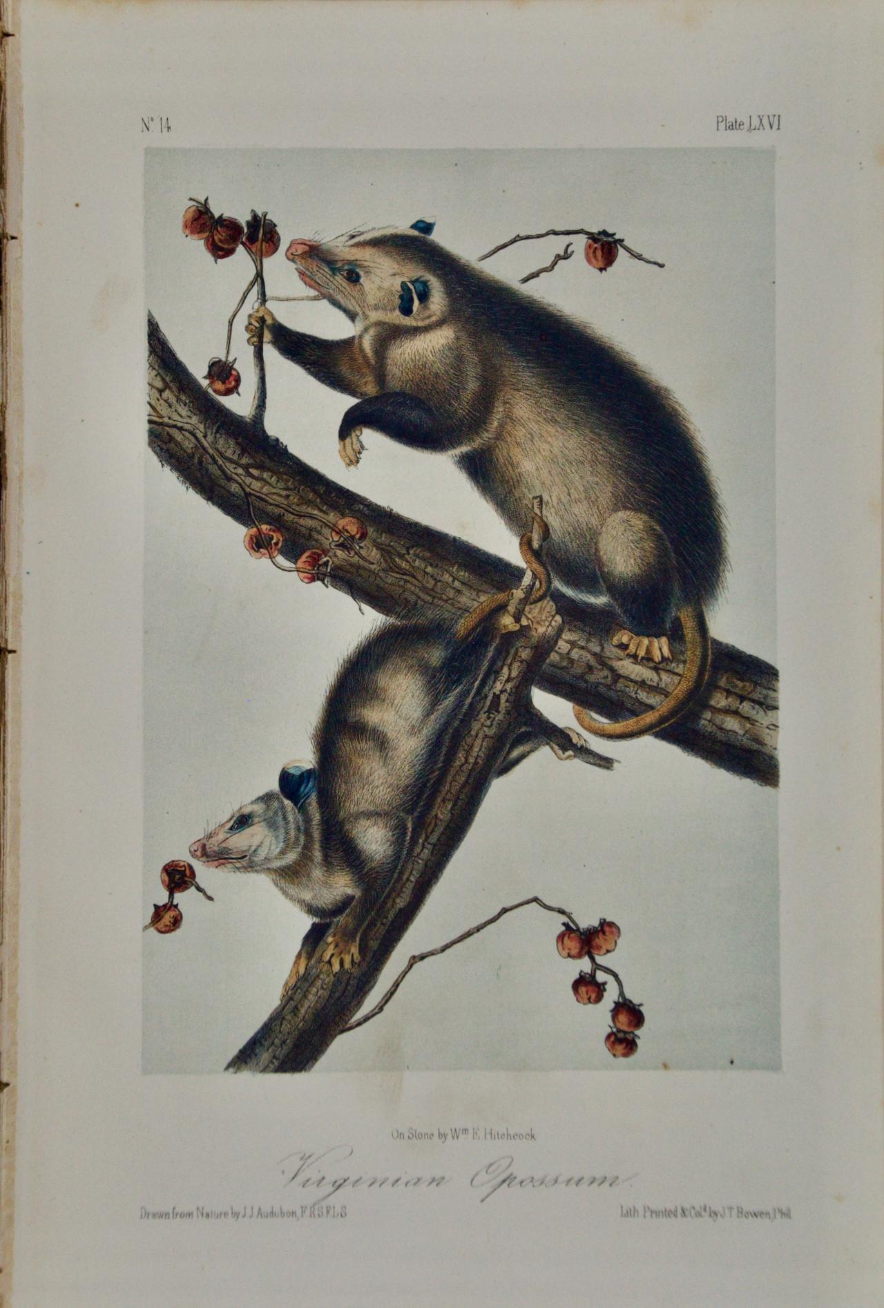 John James Audubon Animal Print - Virginian Opossum: An Original Audubon Hand-colored Lithograph