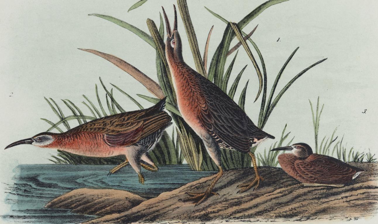 Virginian Rail: An Original 19th C. Audubon Hand-colored Bird Lithograph  - Print by John James Audubon