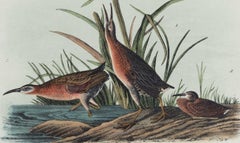 Virginian Rail: An Original 19th C. Audubon Hand-colored Bird Lithograph