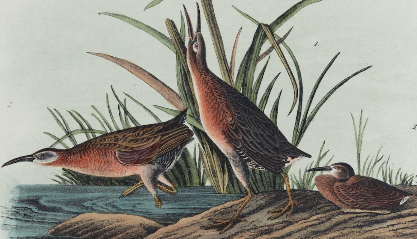 Virginian Rail: Eine originale handkolorierte Vogellithographie von Audubon aus dem 19. Jahrhundert  (Naturalismus), Print, von John James Audubon