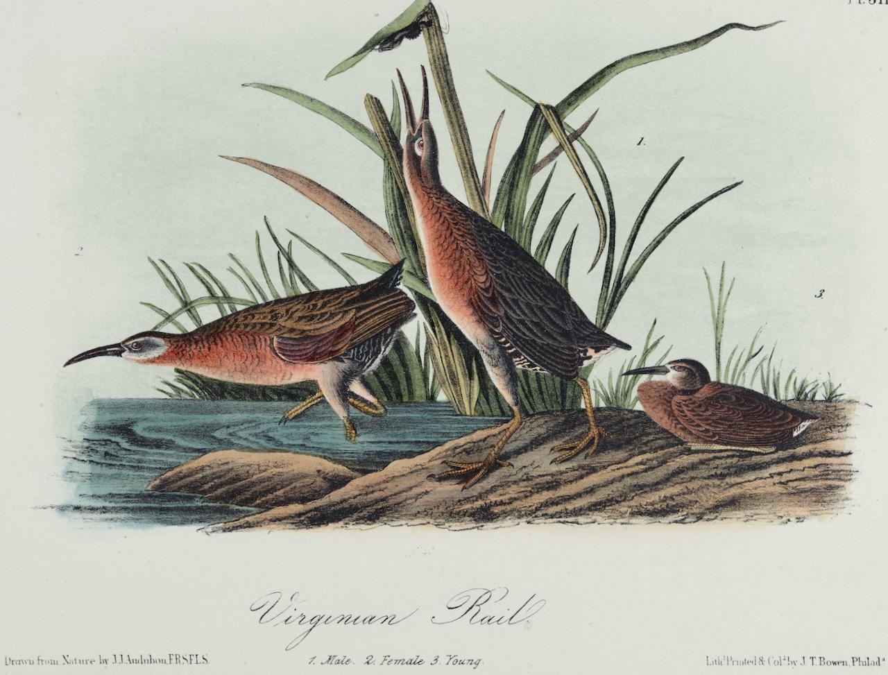 Virginian Rail: An Original 19th C. Audubon Hand-colored Bird Lithograph - Gray Animal Print by John James Audubon