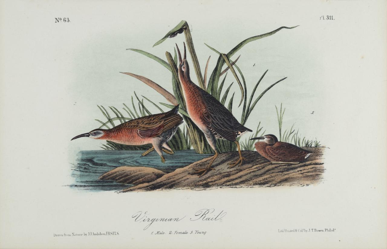 Landscape Print John James Audubon - Rails de Virginie : une lithographie originale d'Audubon du 19e siècle, colorée à la main 