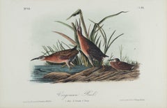 Virginian Rail: An Original 19th C. Audubon Hand-colored Bird Lithograph 