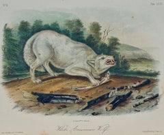 "White American Wolf" an Audubon Hand Colored by J.T. Bowen Lithograph