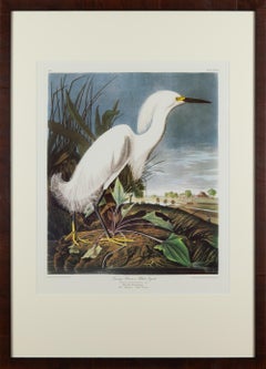 White Egret