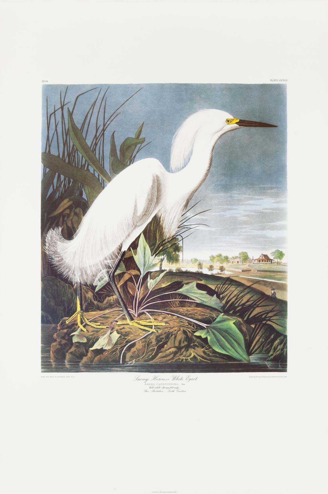 John James Audubon Animal Print - White Egret