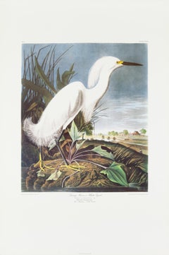 White Egret