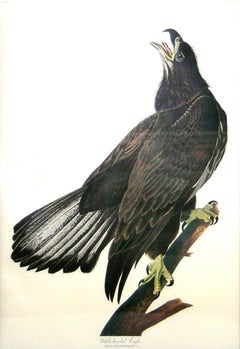 White Headed Eagle - Young (Bald Eagle)