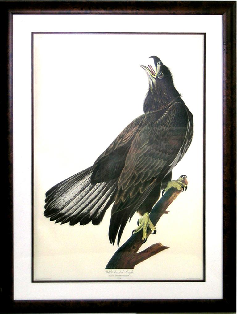 audubon eagle