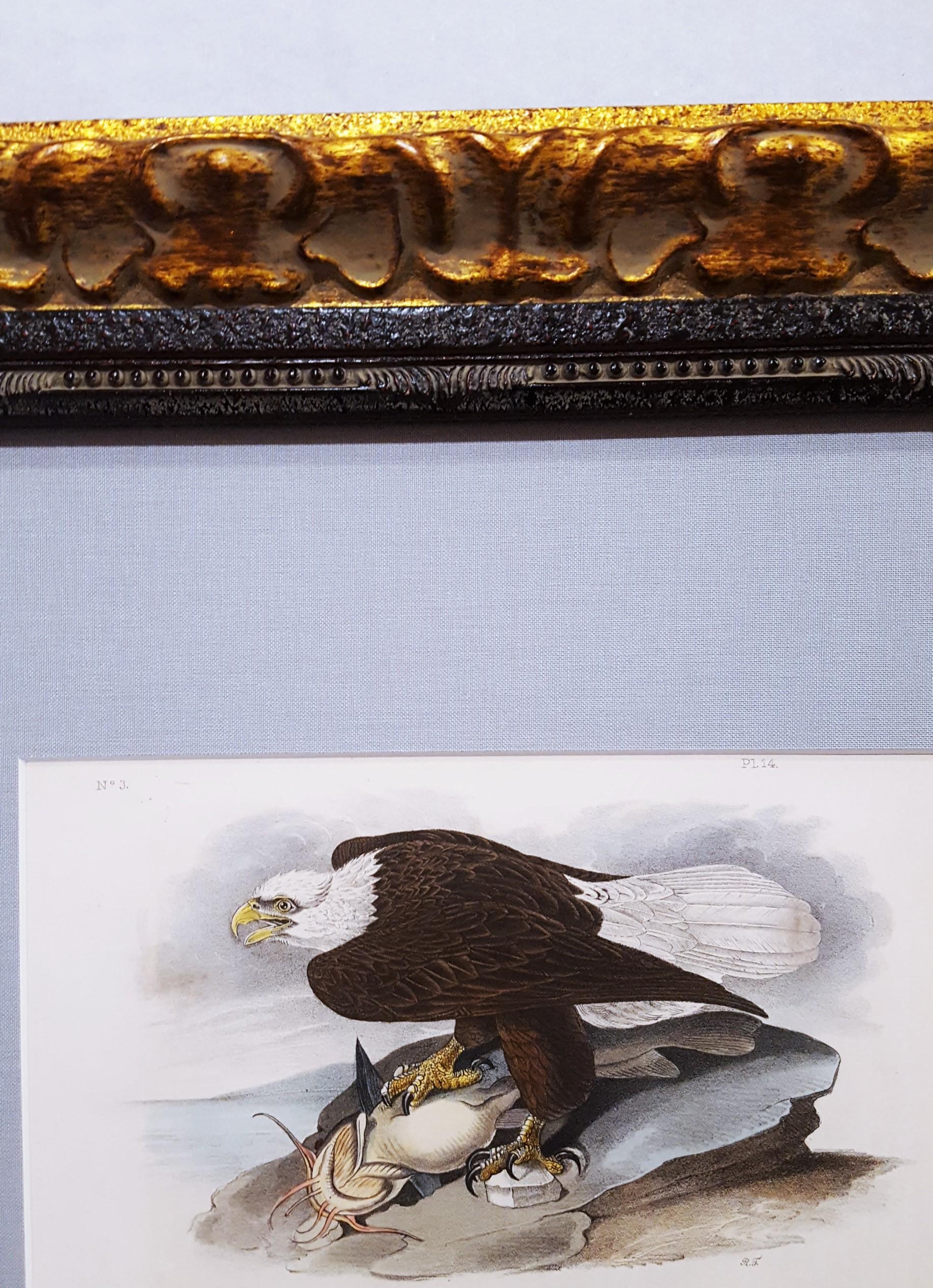 White-headed Sea Eagle, oder Bald Eagle (mit Katzenfisch) /// Vogel John James Audubon im Angebot 9