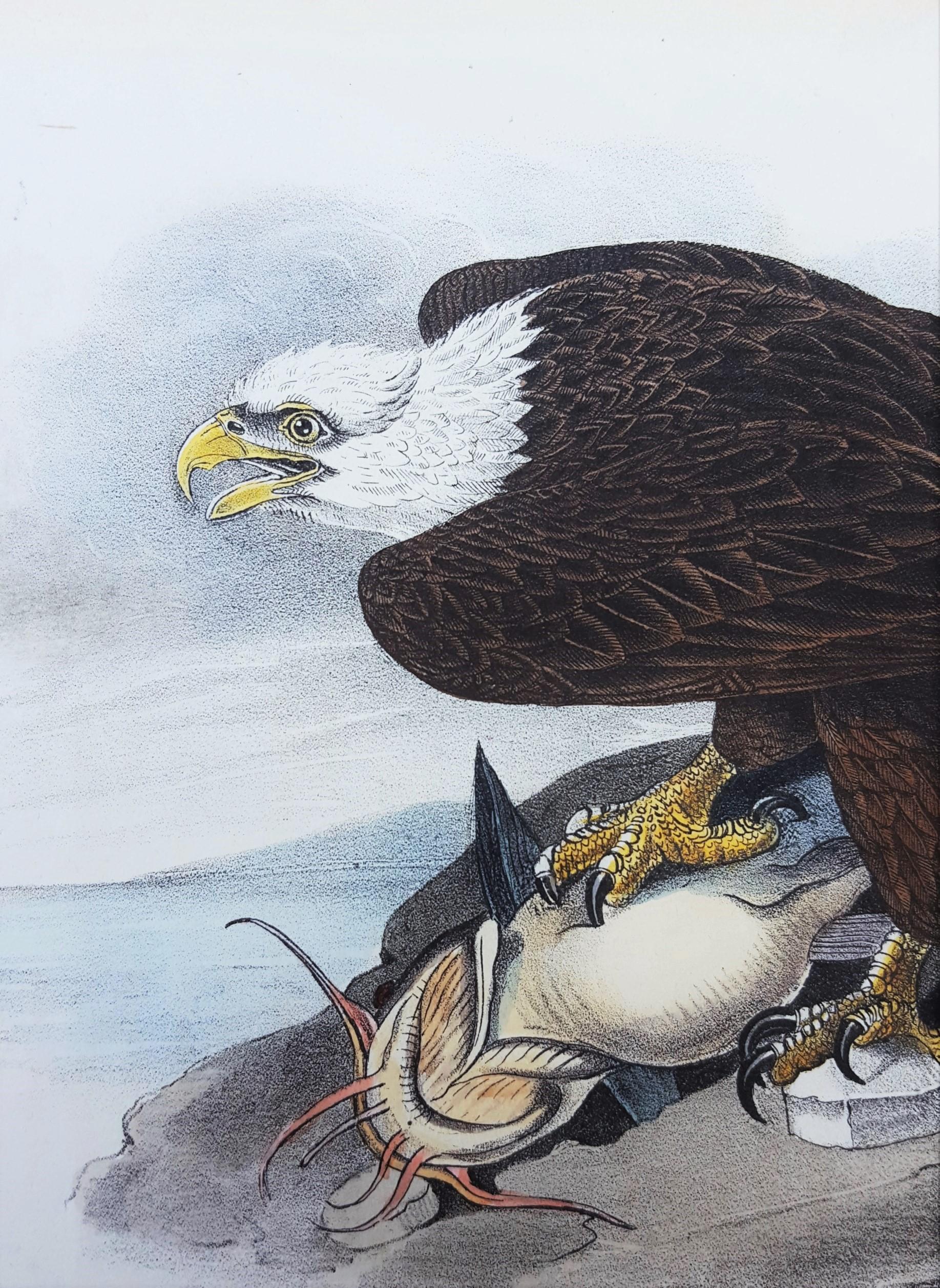 White-headed Sea Eagle, oder Bald Eagle (mit Katzenfisch) /// Vogel John James Audubon im Angebot 11