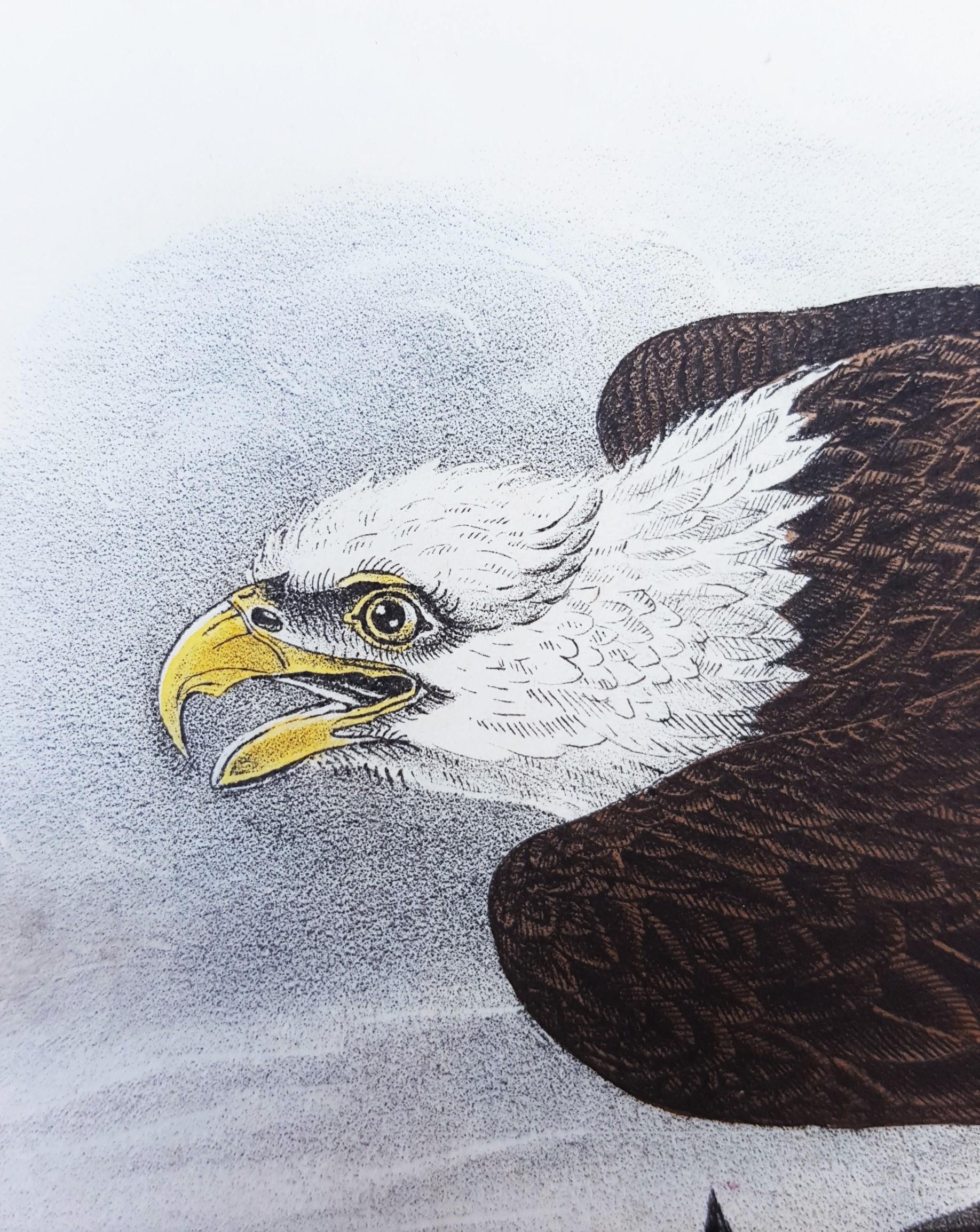 White-headed Sea Eagle, oder Bald Eagle (mit Katzenfisch) /// Vogel John James Audubon im Angebot 12