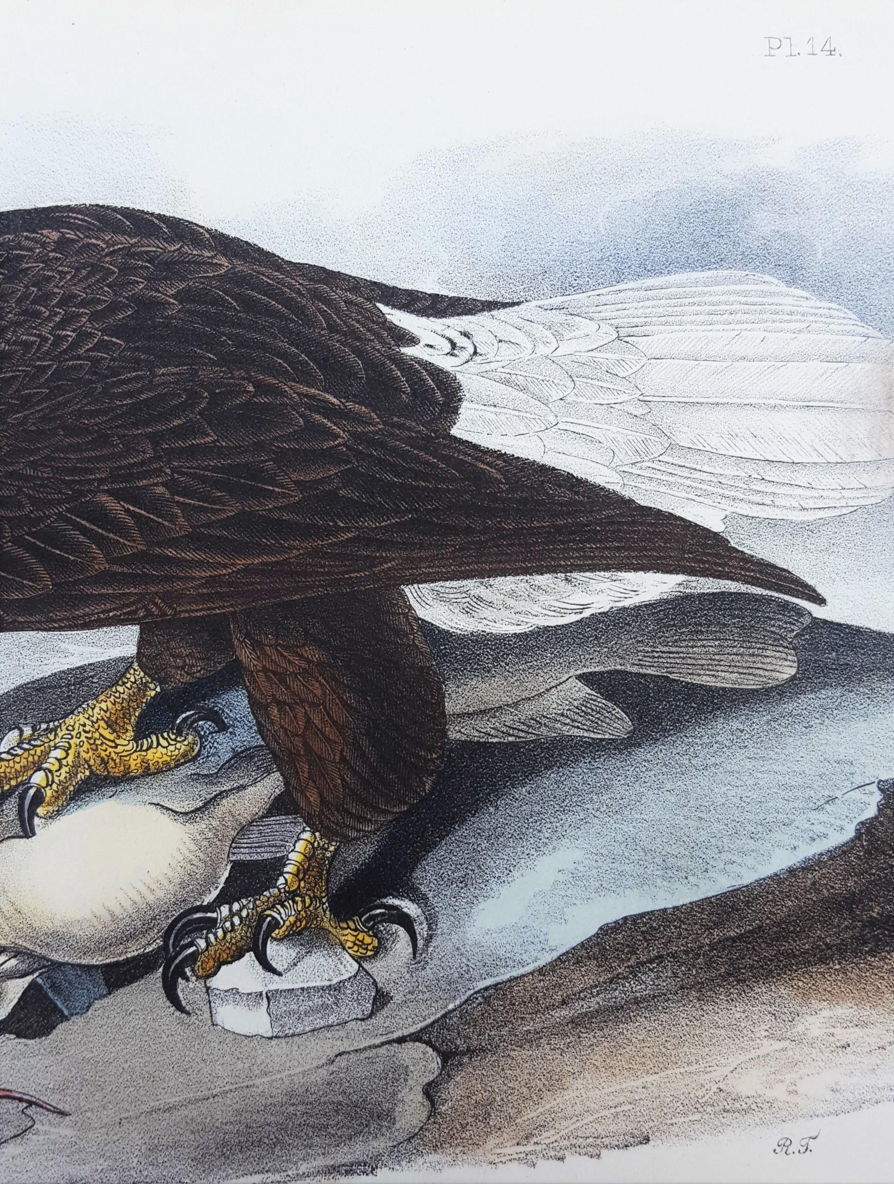 White-headed Sea Eagle, oder Bald Eagle (mit Katzenfisch) /// Vogel John James Audubon im Angebot 13
