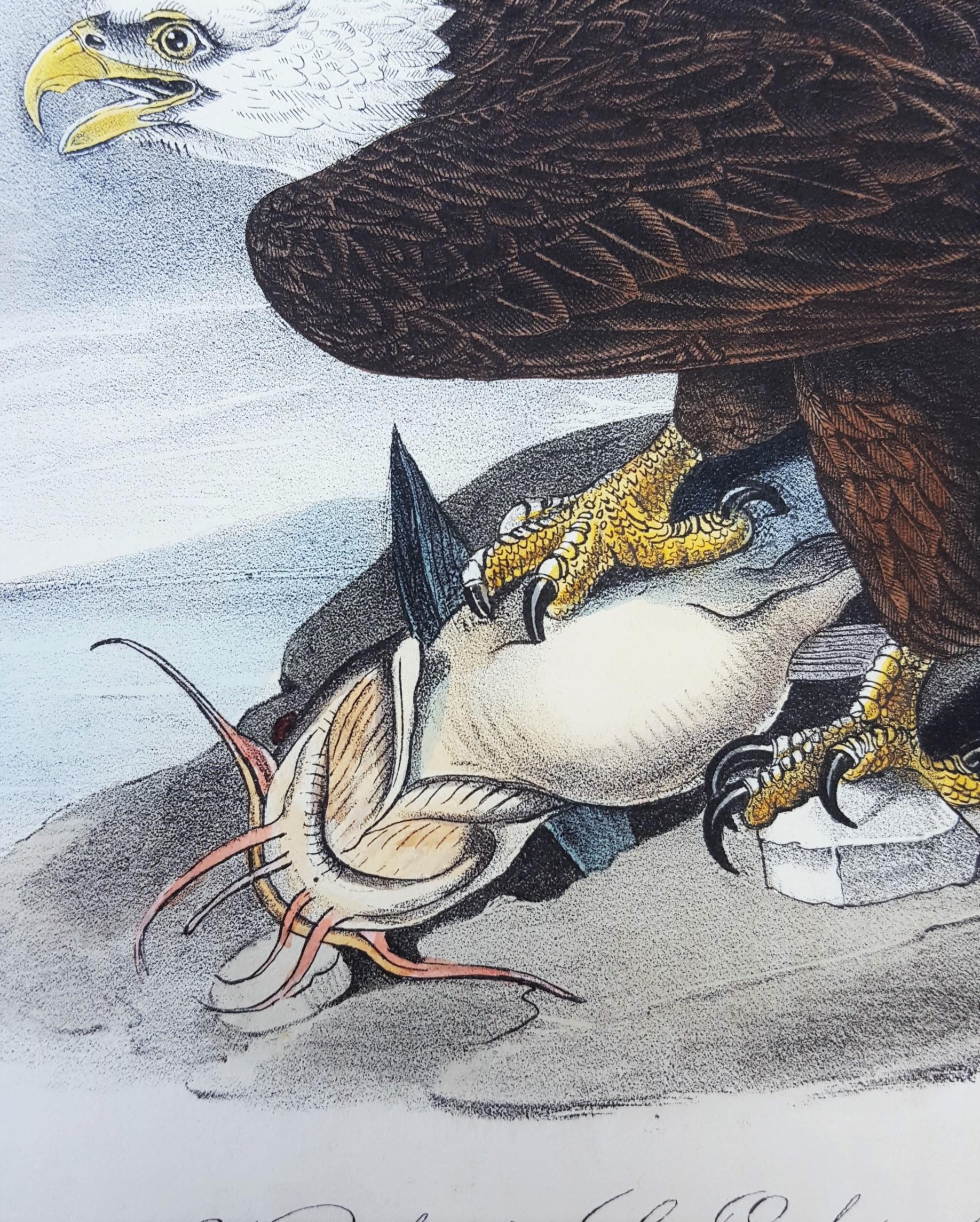 White-headed Sea Eagle, oder Bald Eagle (mit Katzenfisch) /// Vogel John James Audubon im Angebot 15