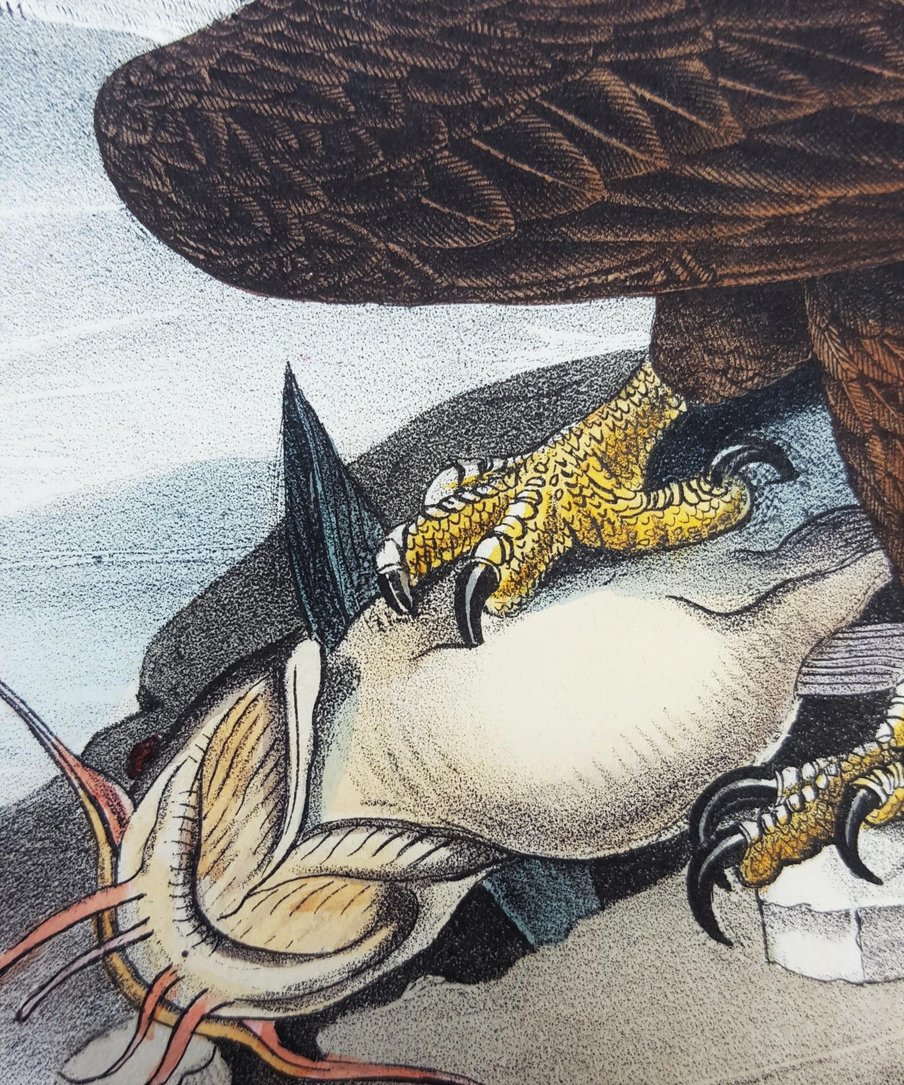 L'aigle de mer à tête blanche, ou l'aigle cabré (avec chatfish) /// Bird John James Audubon en vente 16