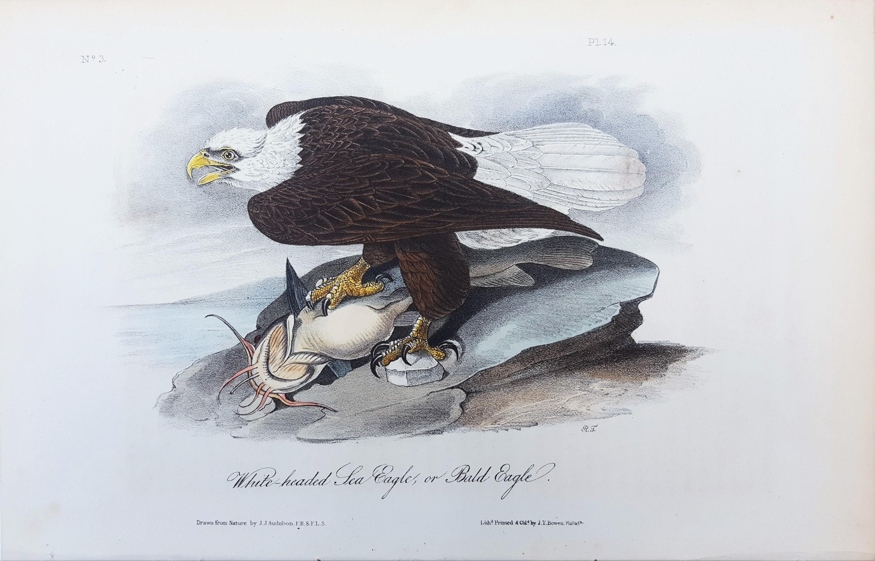 White-headed Sea Eagle, oder Bald Eagle (mit Katzenfisch) /// Vogel John James Audubon im Angebot 1