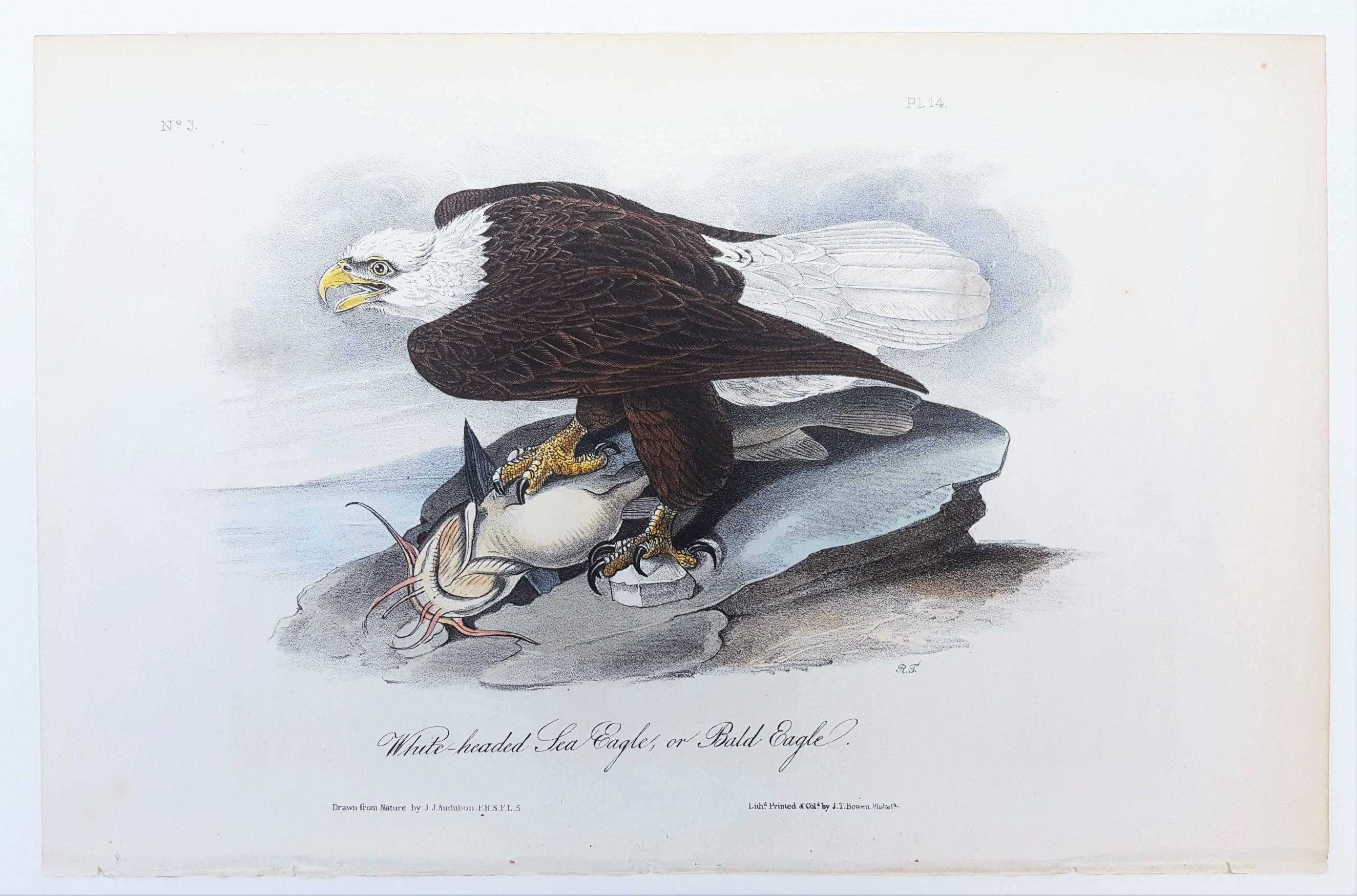 White-headed Sea Eagle, oder Bald Eagle (mit Katzenfisch) /// Vogel John James Audubon im Angebot 2
