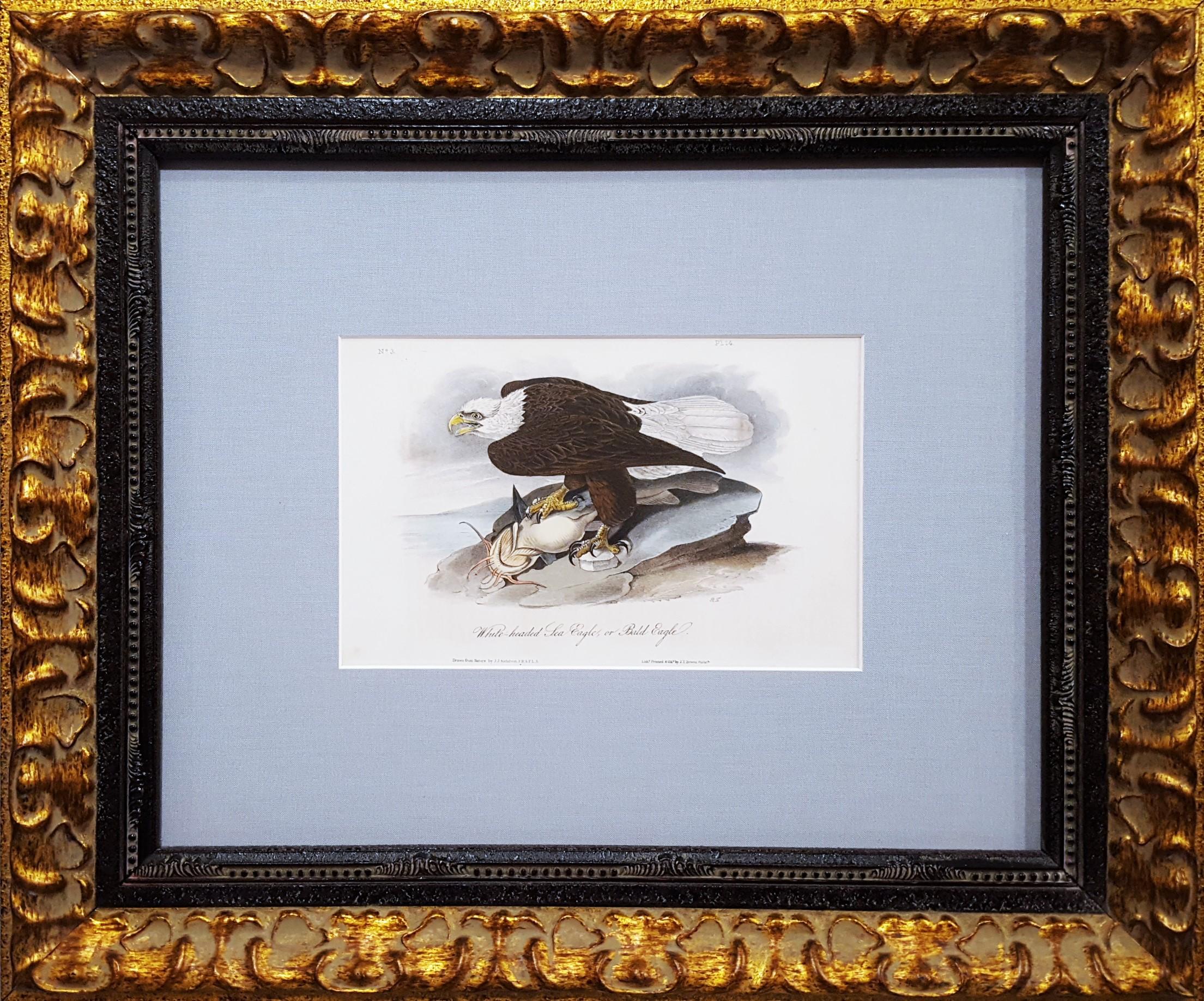 White-headed Sea Eagle, oder Bald Eagle (mit Katzenfisch) /// Vogel John James Audubon im Angebot 3