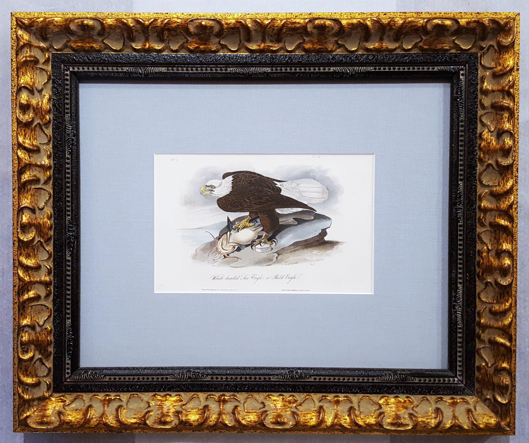 White-headed Sea Eagle, oder Bald Eagle (mit Katzenfisch) /// Vogel John James Audubon im Angebot 4