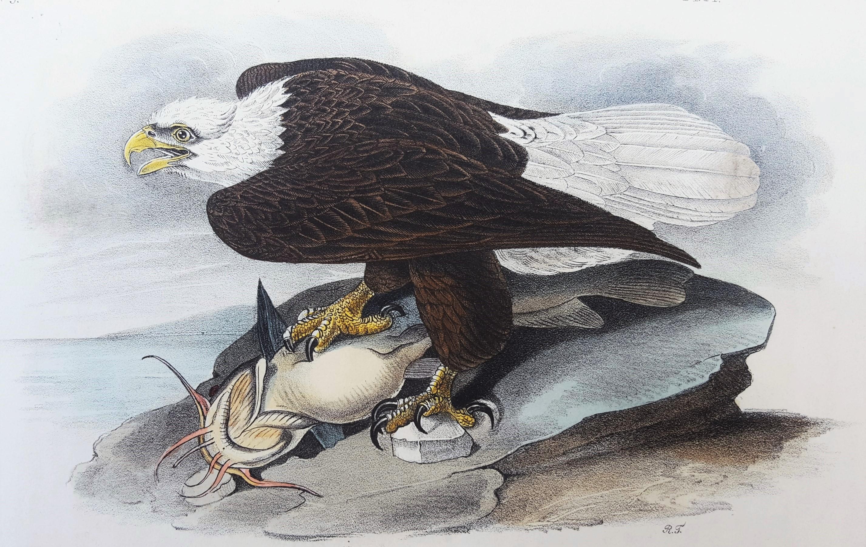 White-headed Sea Eagle, oder Bald Eagle (mit Katzenfisch) /// Vogel John James Audubon