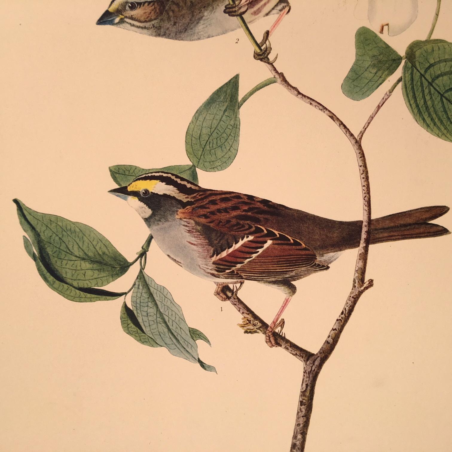 White Throated Sparrow - Print by John James Audubon