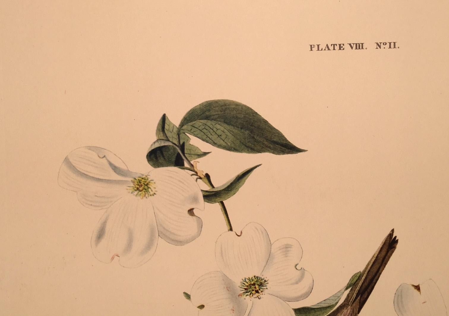 White Throated Sparrow - American Realist Print by John James Audubon