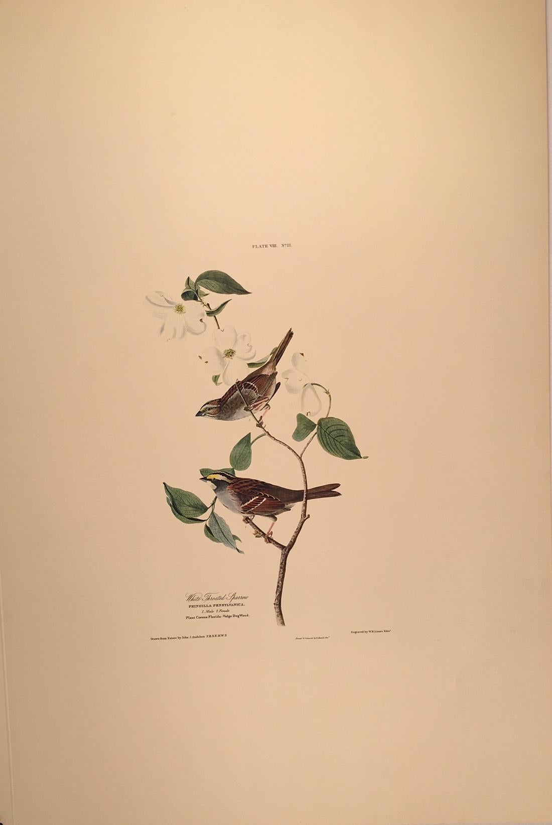 John James Audubon Animal Print - White Throated Sparrow