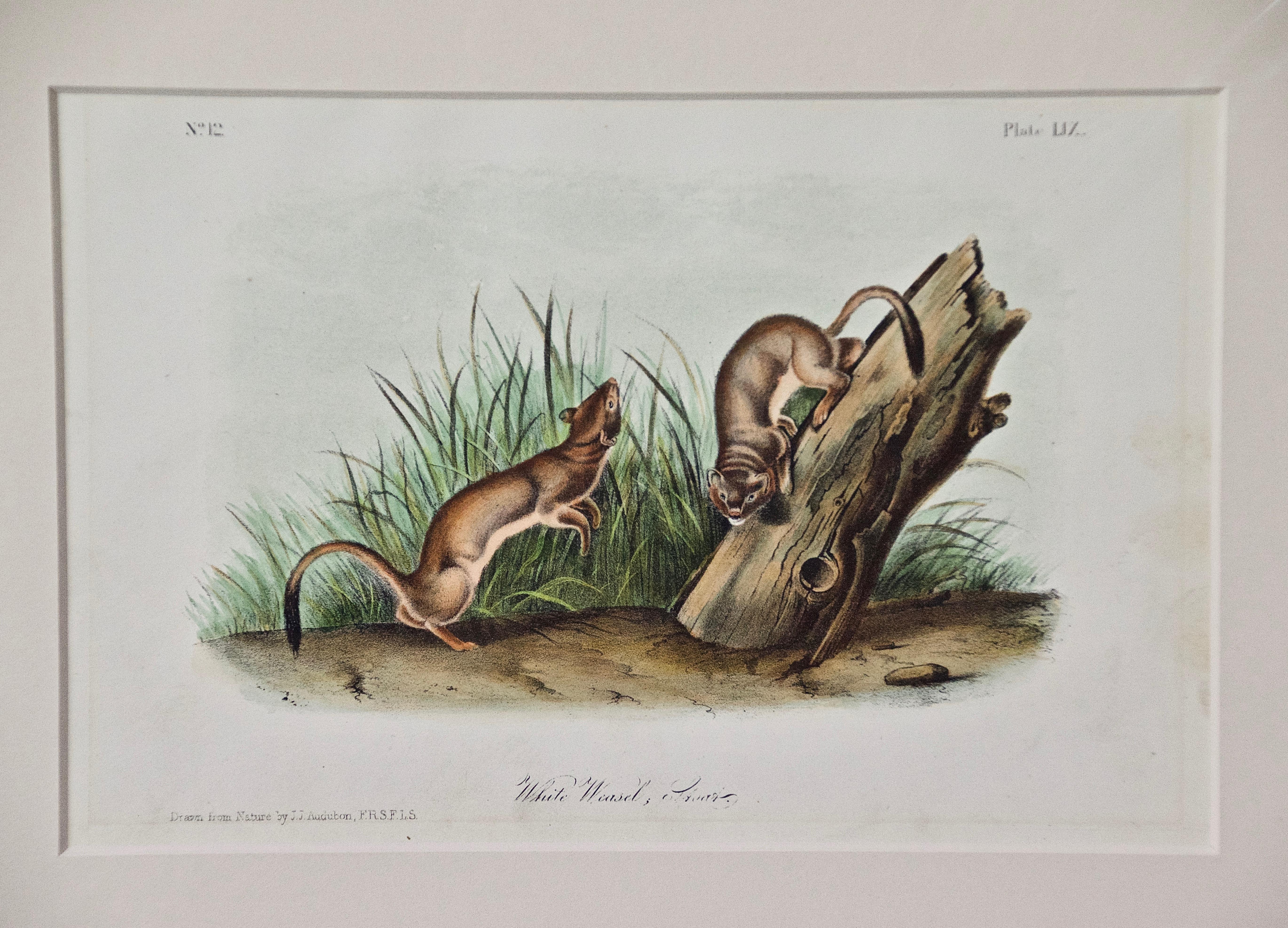 White Weasel Sloat: An Original 19th Century Hand-colored Lithograph by Audubon - Print by John James Audubon