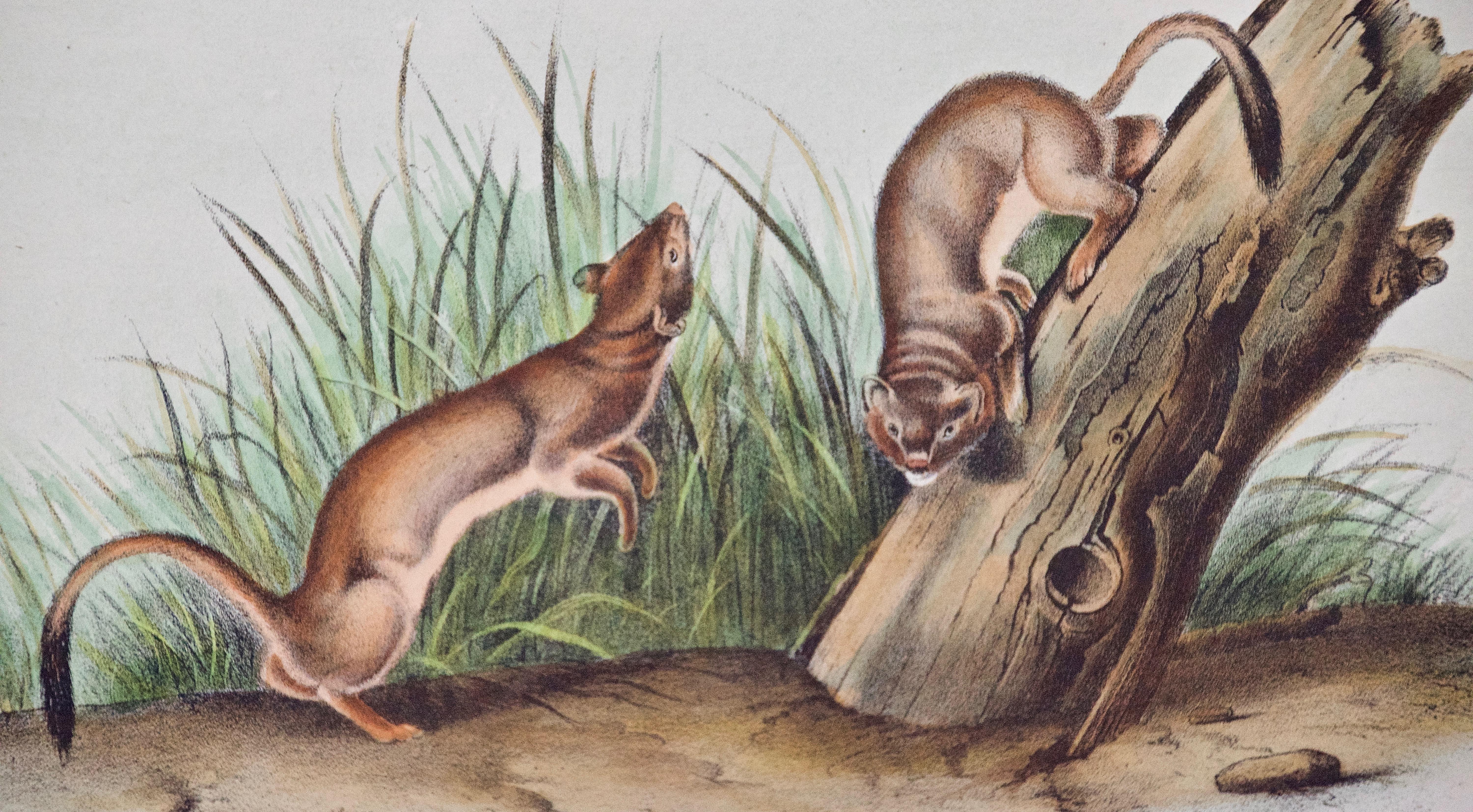White Weasel Sloat: An Original 19th Century Hand-colored Lithograph by Audubon - Naturalistic Print by John James Audubon