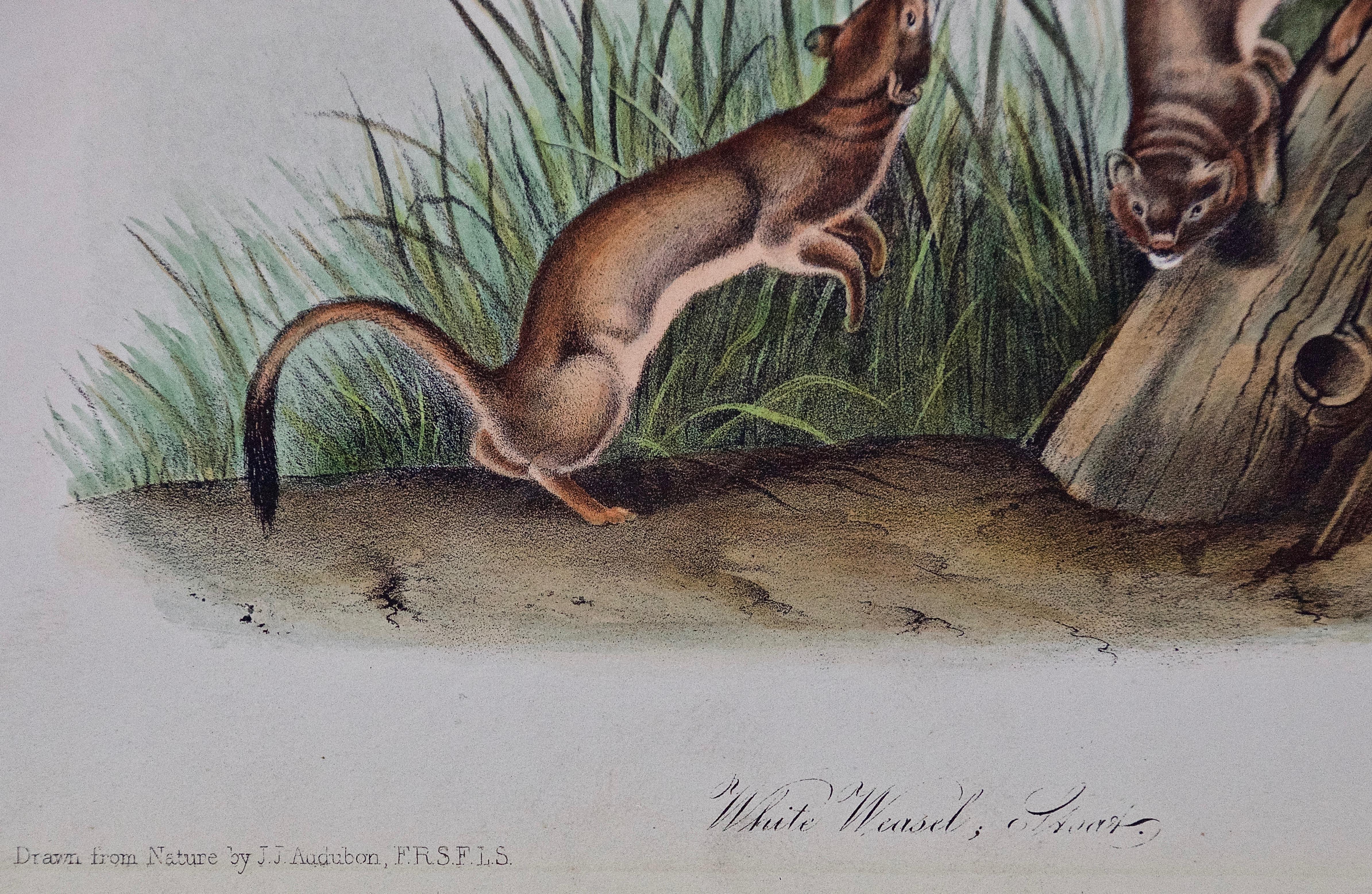 White Weasel Sloat: An Original 19th Century Hand-colored Lithograph by Audubon - Gray Animal Print by John James Audubon
