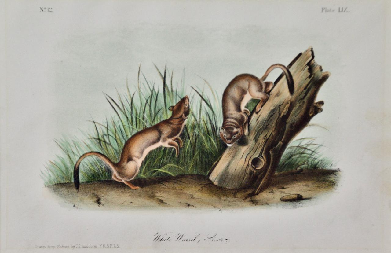 Weißer Weasel Sloat: Eine handkolorierte Originallithographie des 19. Jahrhunderts von Audubon