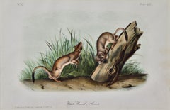 Antique White Weasel Sloat: An Original 19th Century Hand-colored Lithograph by Audubon