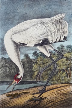 Antique Whooping Crane