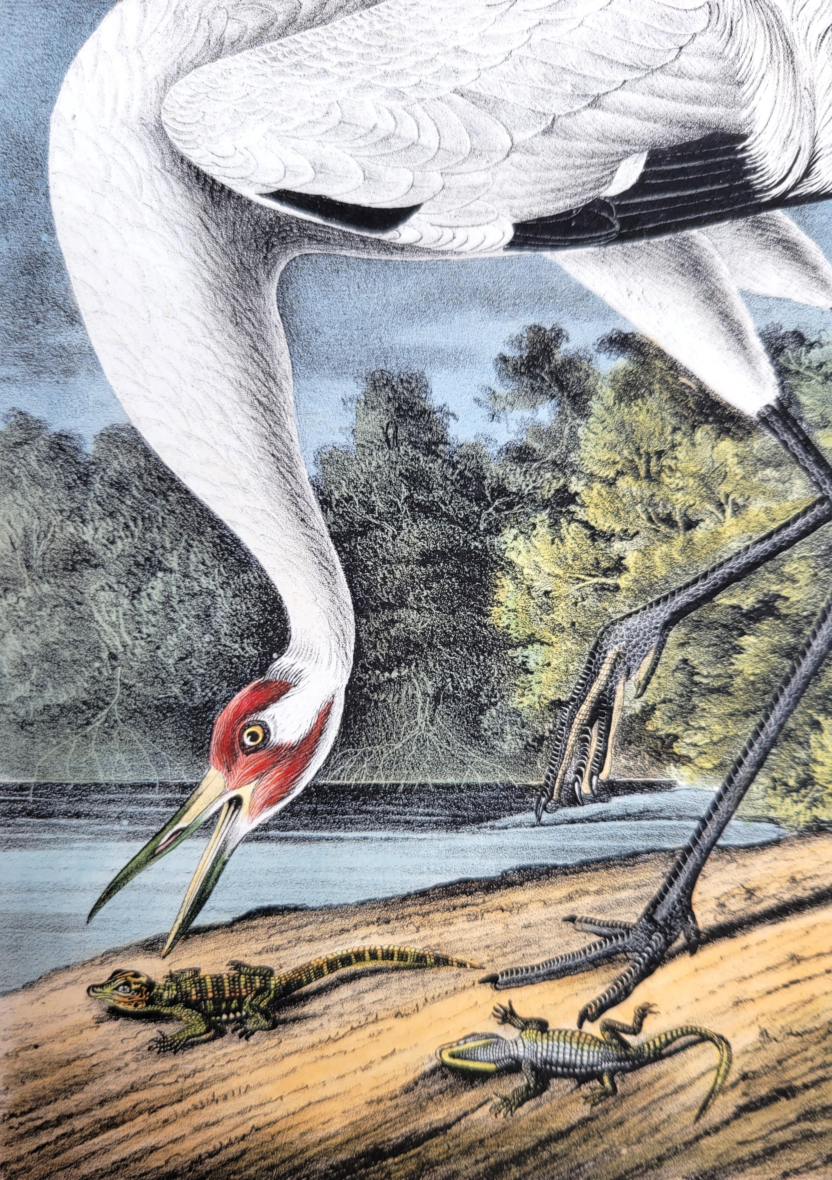 Whooping Crane /// John James Audubon Ornithology Natural History Wading Birds For Sale 9