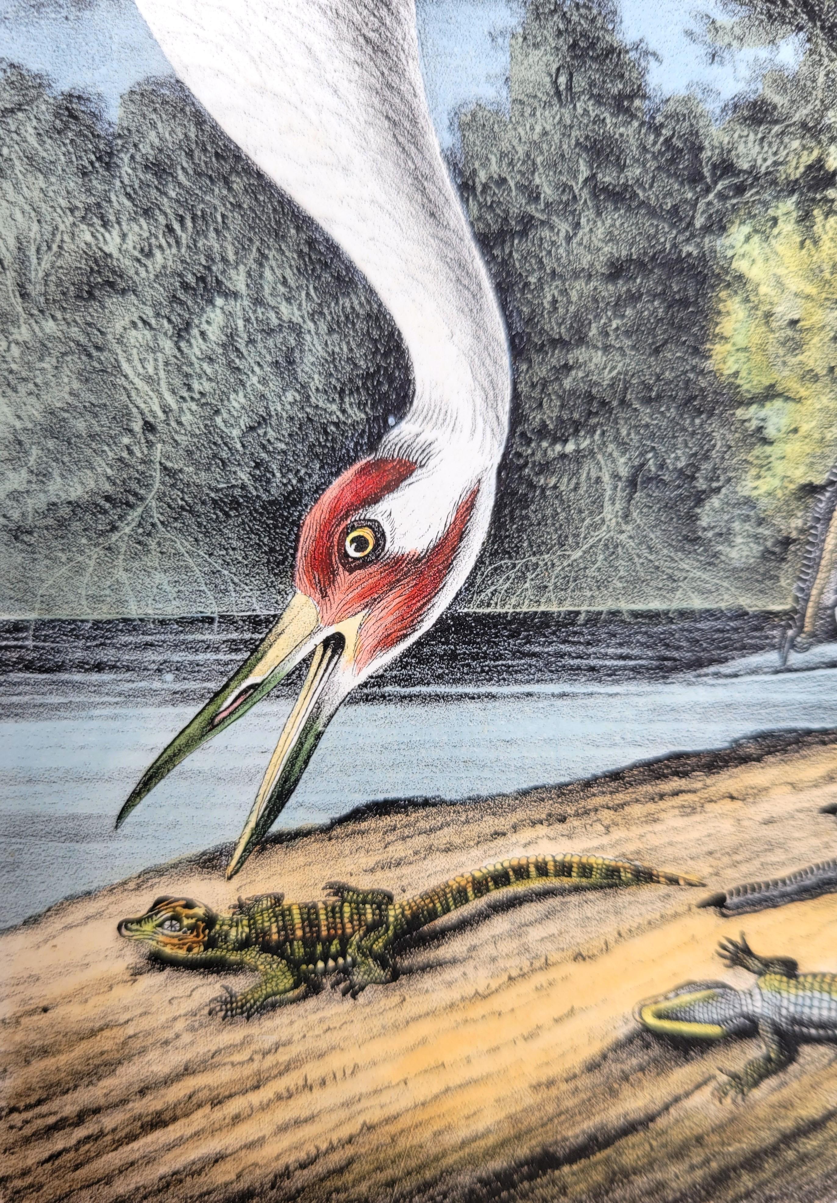Whooping Crane /// John James Audubon Ornithology Natural History Wading Birds For Sale 10