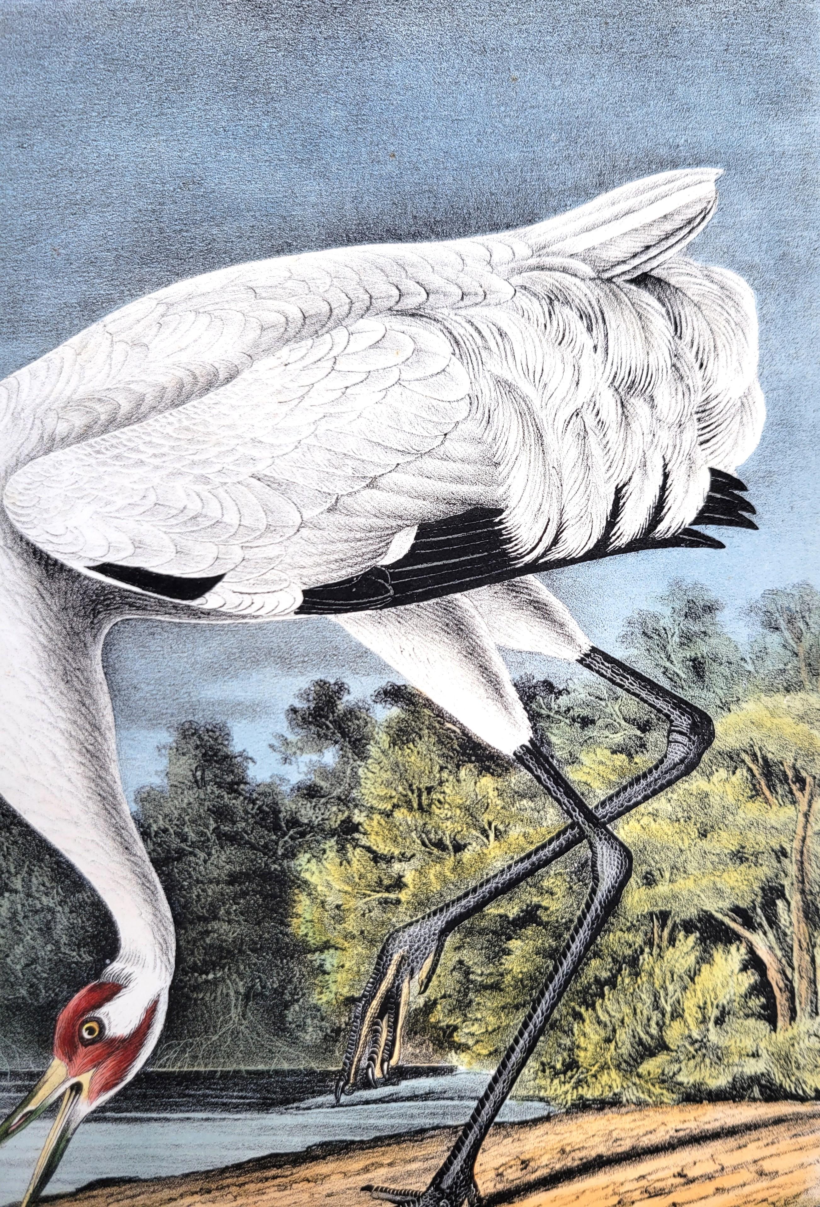 Whooping Crane /// John James Audubon Ornithology Natural History Wading Birds For Sale 11