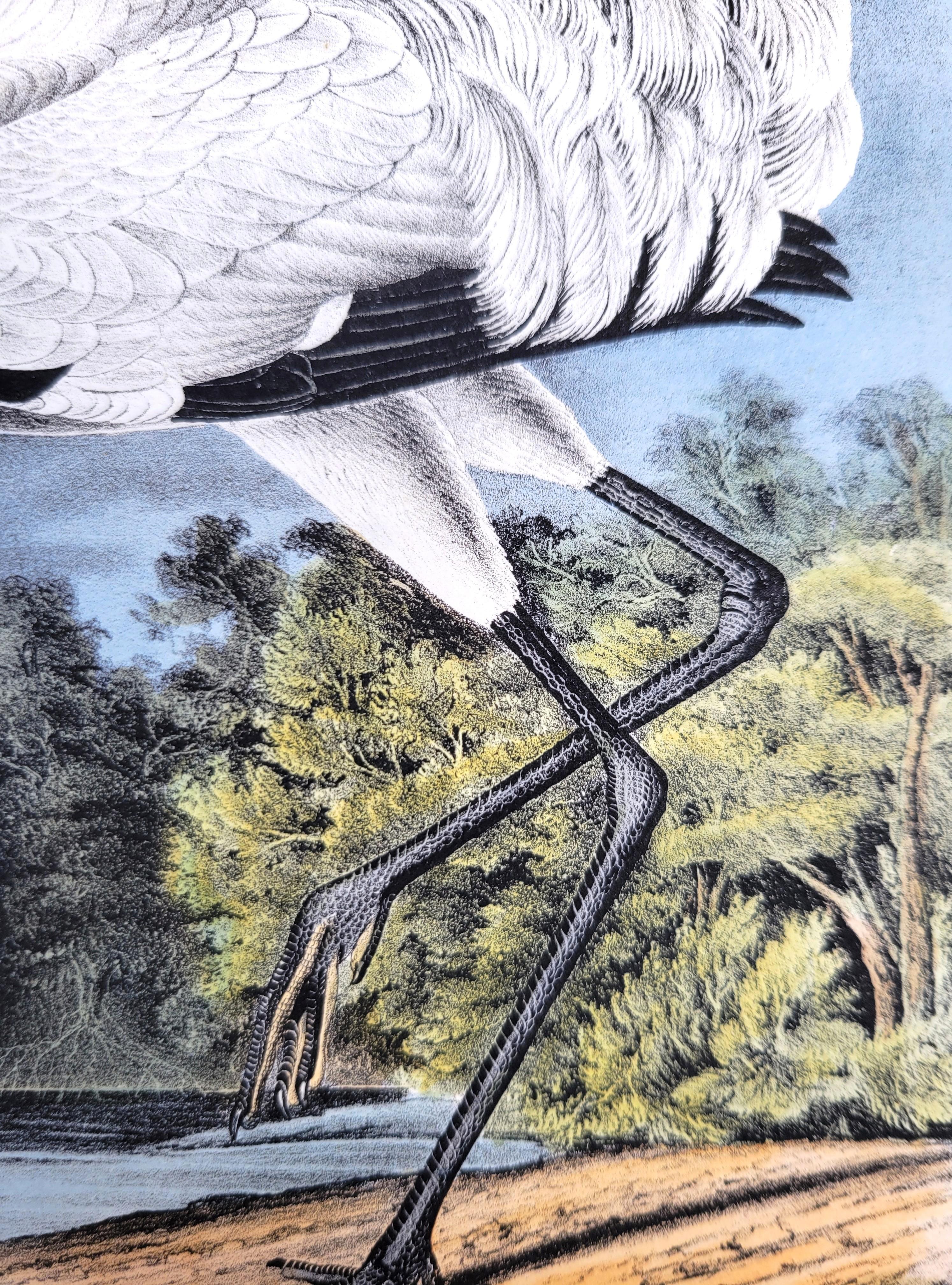 Whooping Crane /// John James Audubon Ornithology Natural History Wading Birds For Sale 12