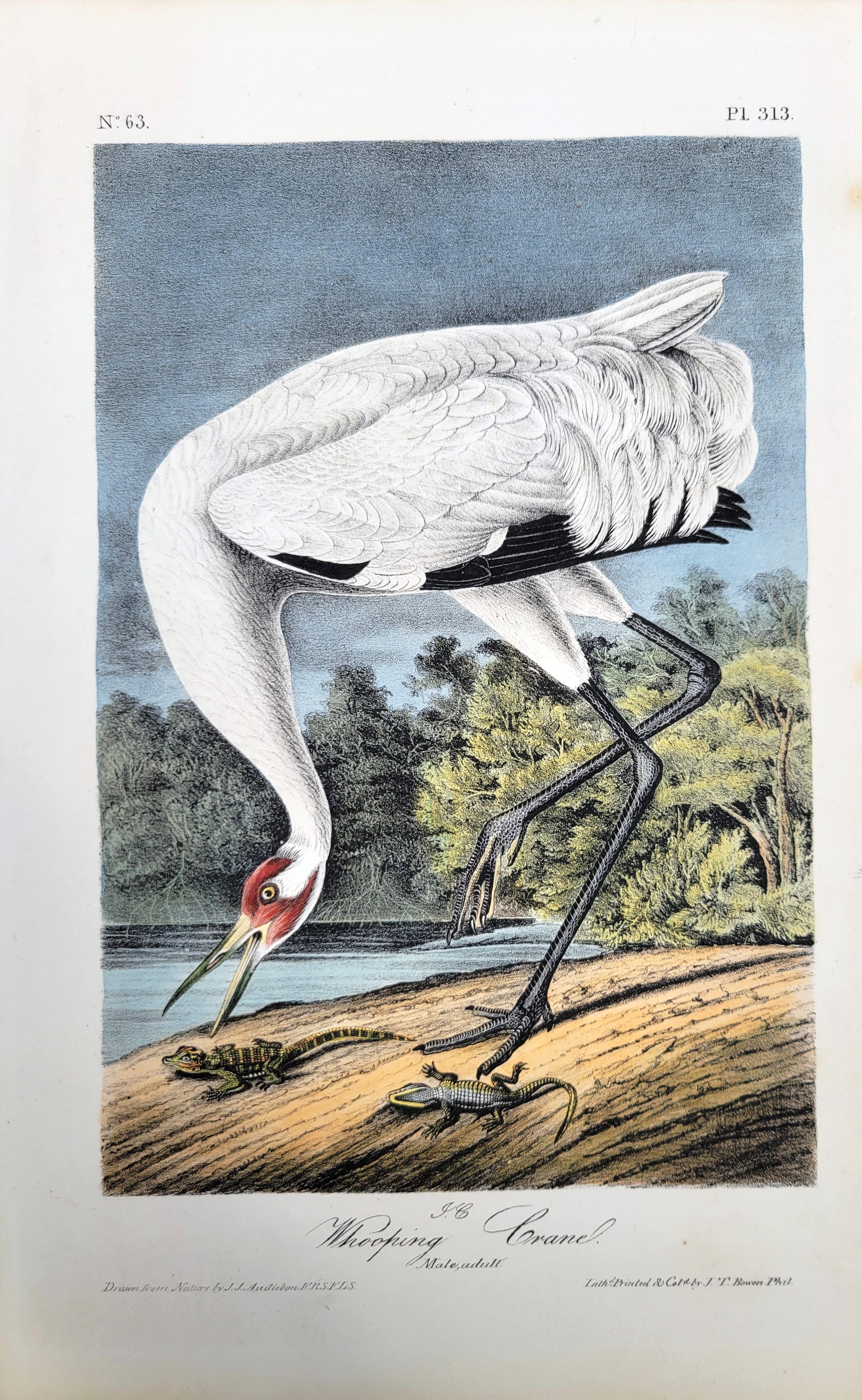 Whooping Crane /// John James Audubon Ornithology Natural History Wading Birds For Sale 1