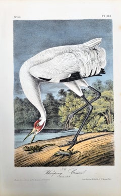 Whooping Crane /// John James Audubon Ornithology Natural History Wading Birds