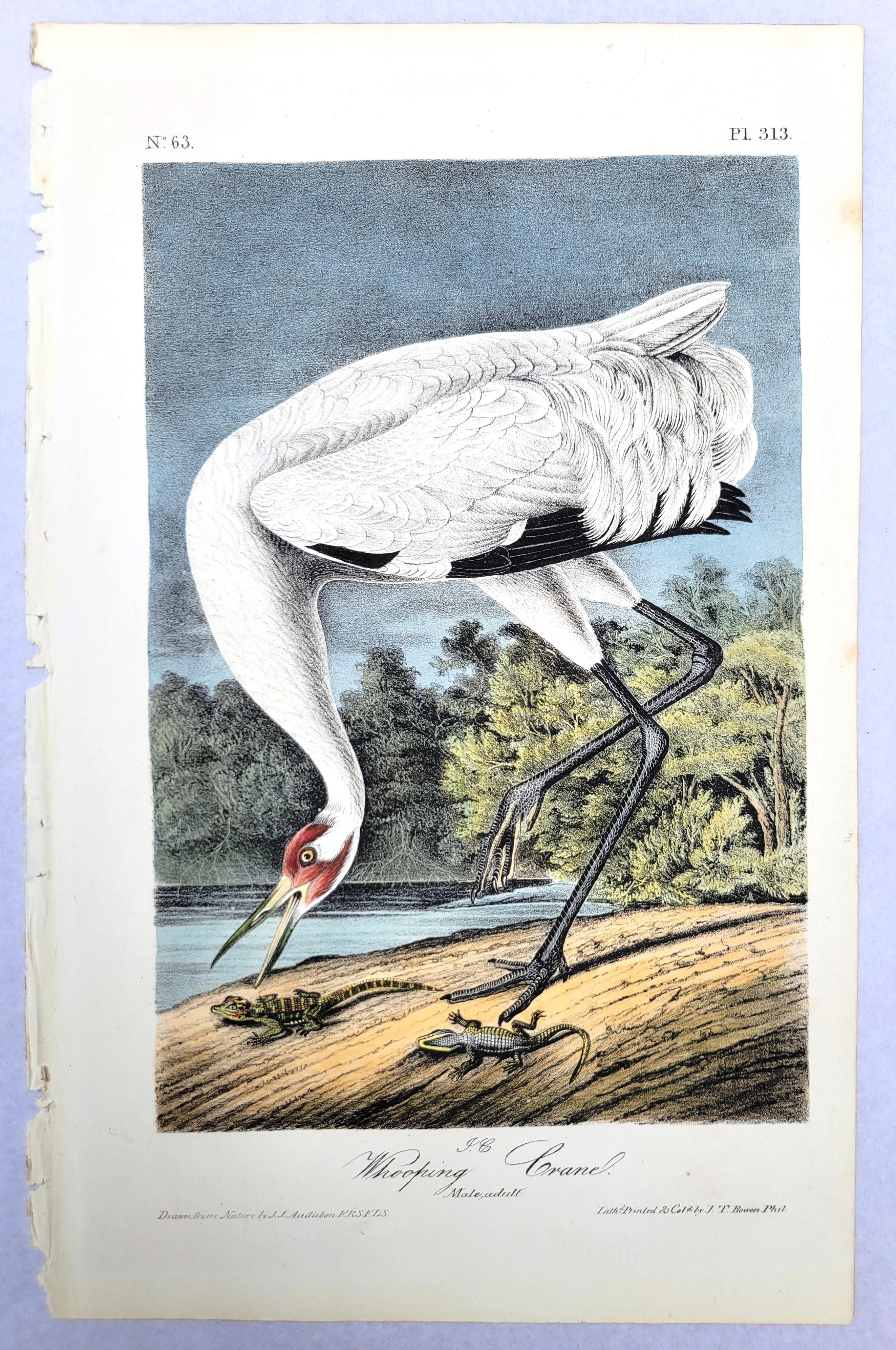 Whooping Crane /// John James Audubon Ornithology Natural History Wading Birds For Sale 2