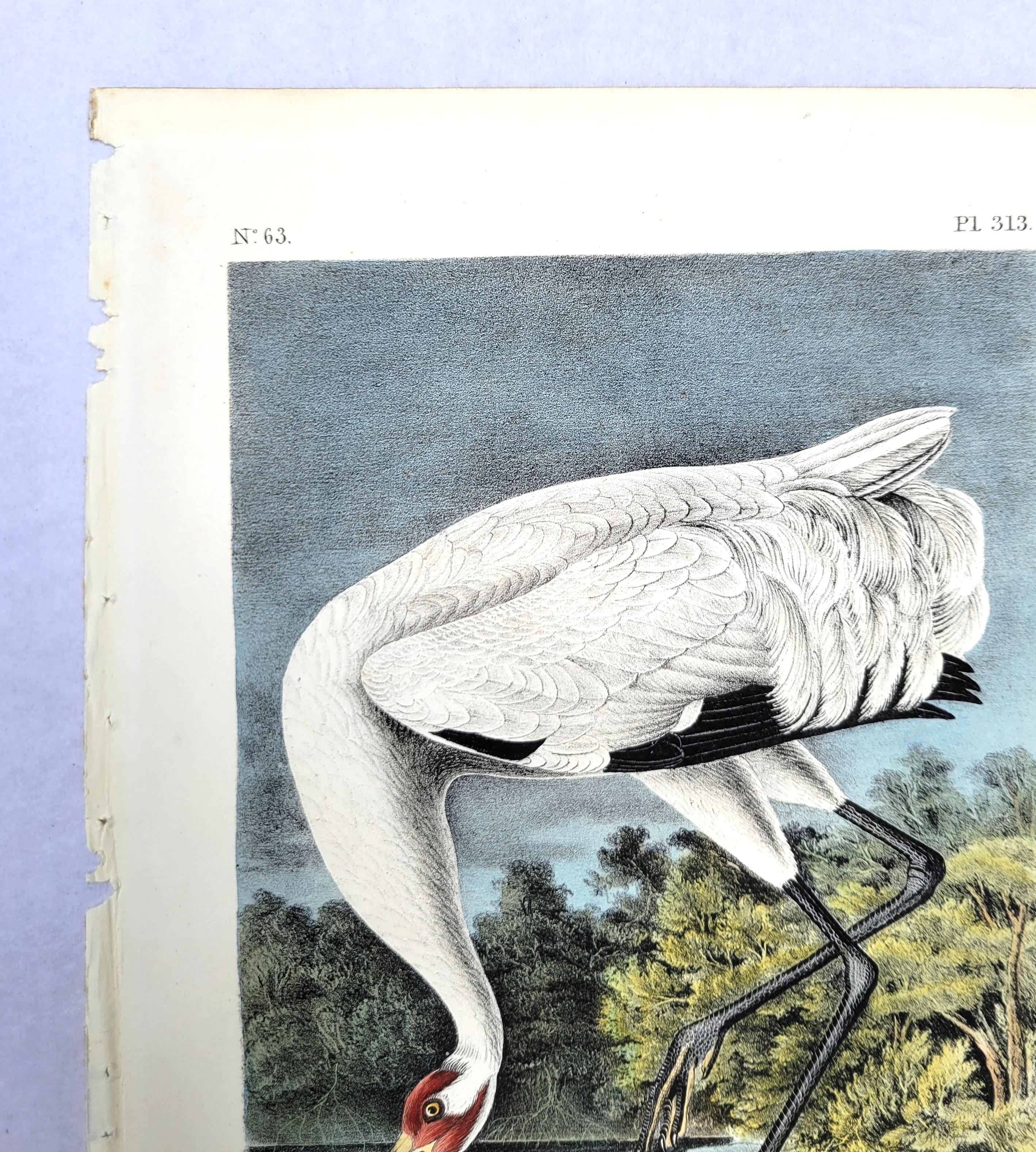 Whooping Crane /// John James Audubon Ornithology Natural History Wading Birds For Sale 4
