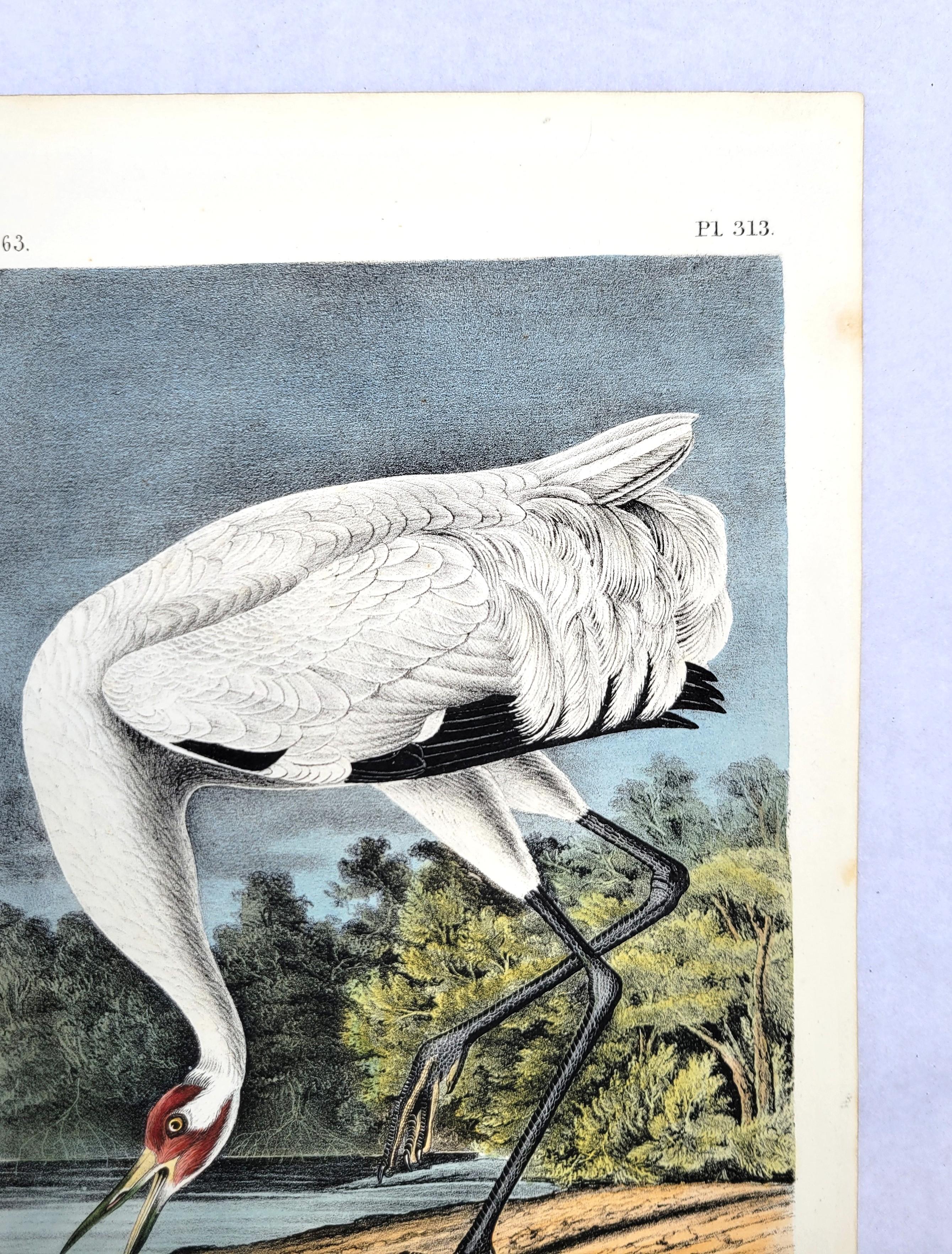 Whooping Crane /// John James Audubon Ornithology Natural History Wading Birds For Sale 5