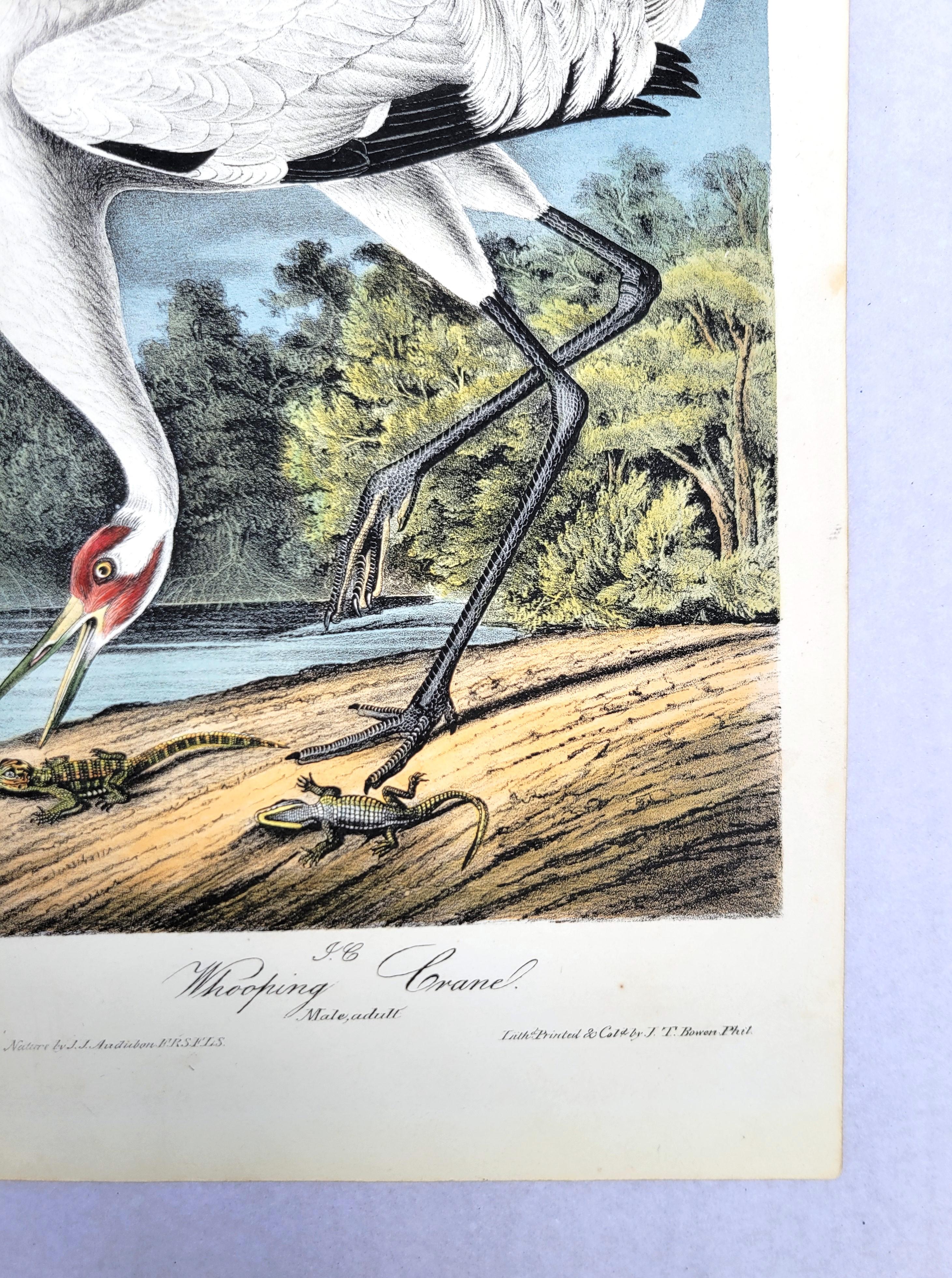 Whooping Crane /// John James Audubon Ornithology Natural History Wading Birds For Sale 6