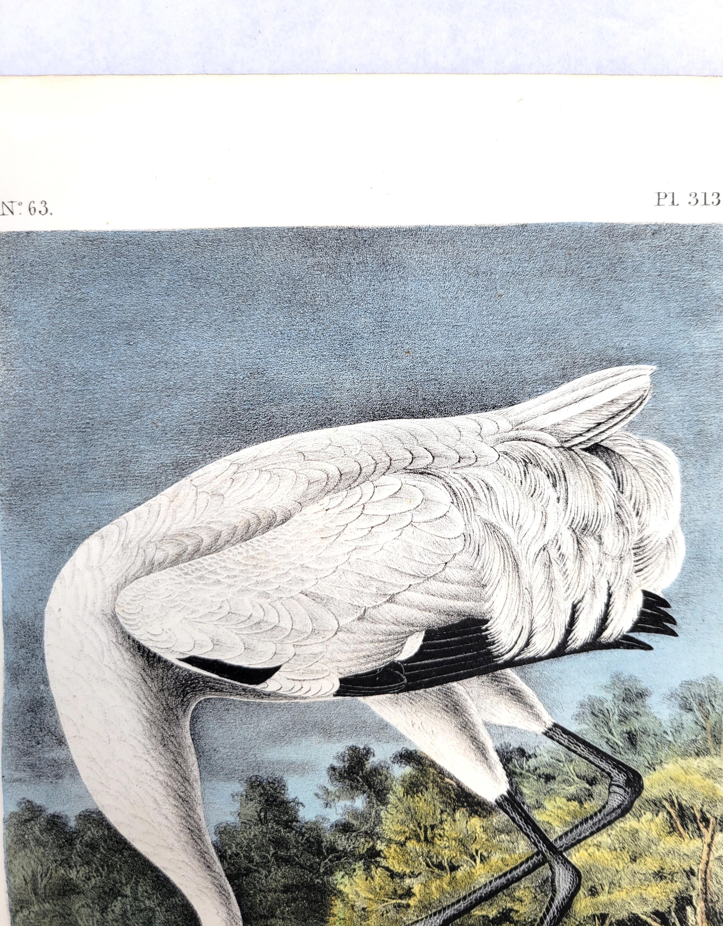 Whooping Crane /// John James Audubon Ornithology Natural History Wading Birds For Sale 7