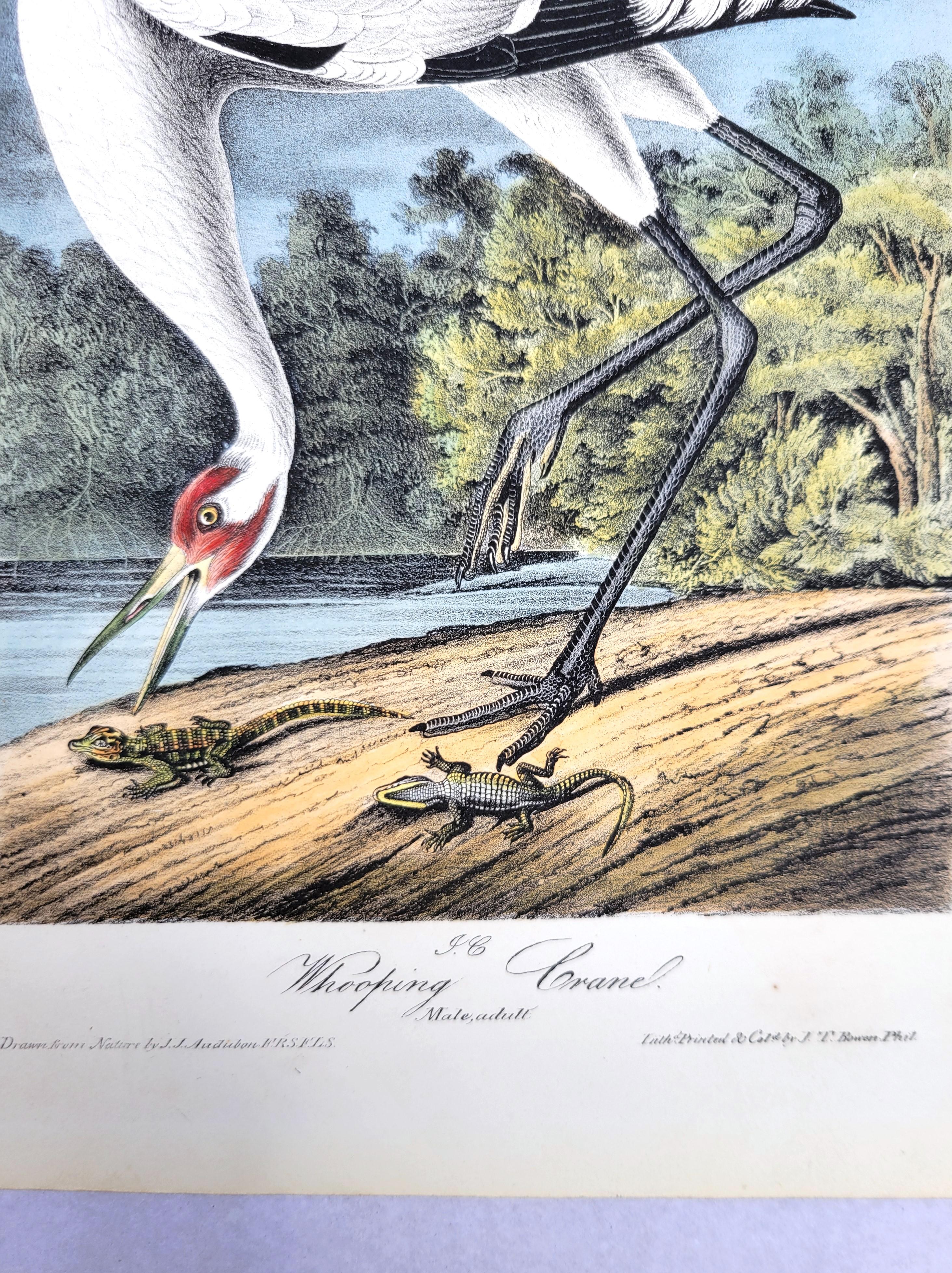 Whooping Crane /// John James Audubon Ornithology Natural History Wading Birds For Sale 8