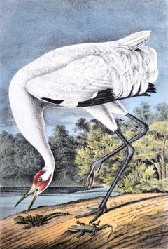 Whooping Crane /// John James Audubon Ornithology Natural History Wading Birds
