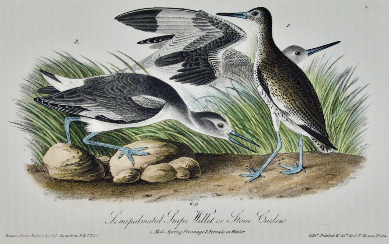 Willet or Stone Curlew: A First Octavo Edition Audubon Hand-colored Lithograph - Print by John James Audubon