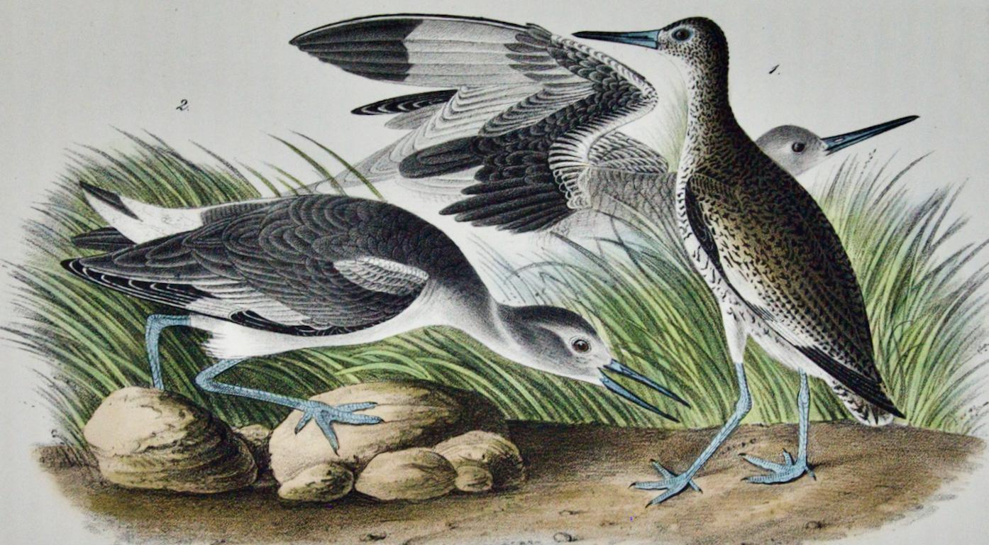 actiturus bartramius